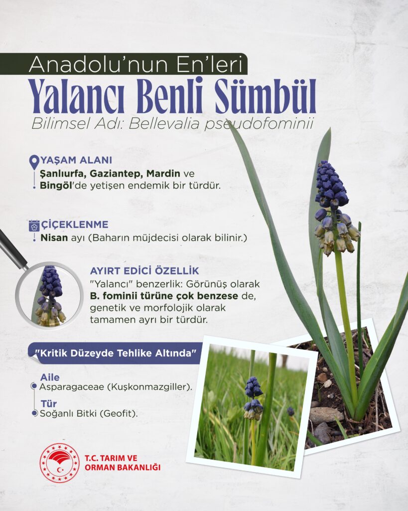 Yalancı Benli Sümbül, Anadolu’nun Endemik Türü