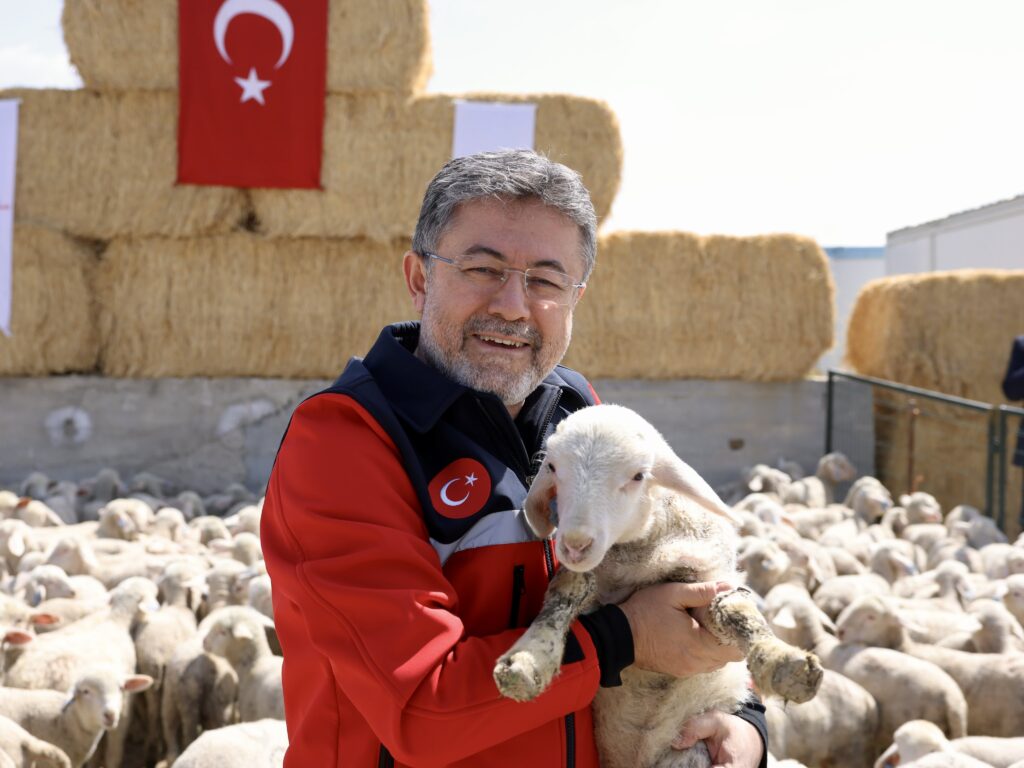 TİGEM’de Koyun ve Kuzuların Buluşma Anları