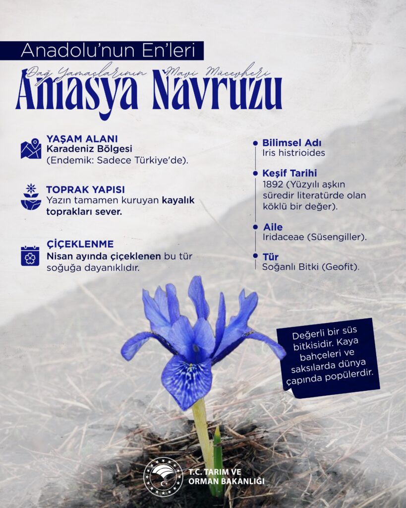 Amasya Navruzu: Anadolu’nun Eşsiz Endemik Bitkisi