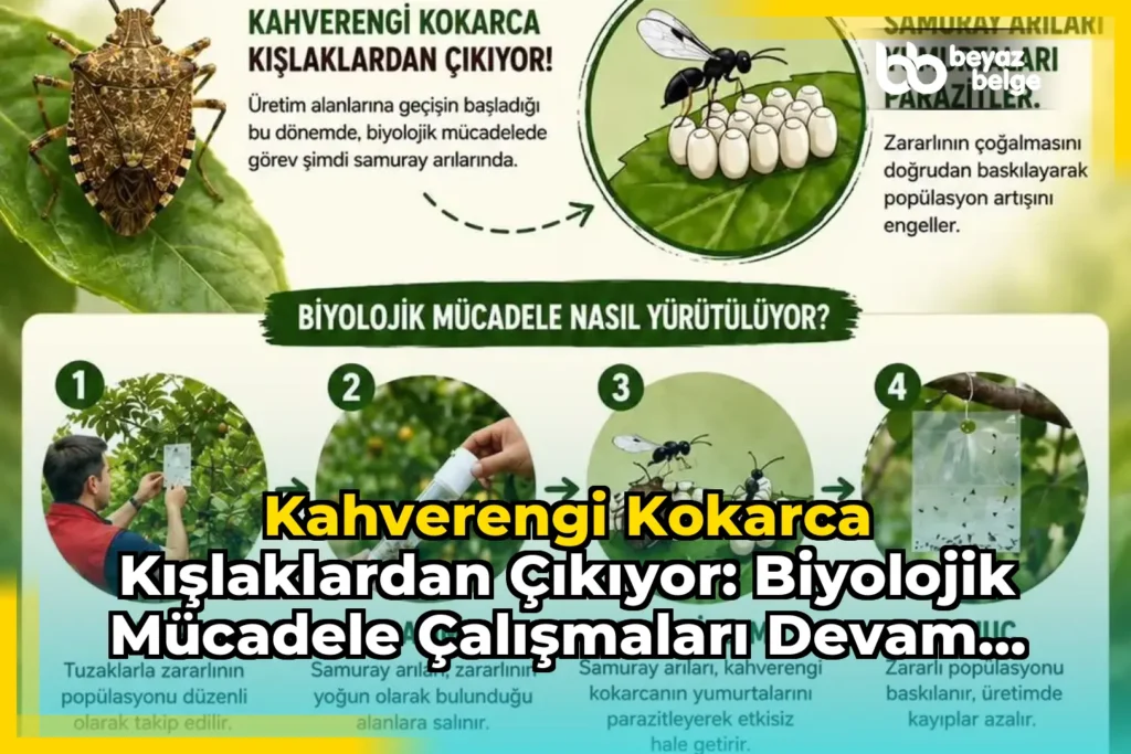Kahverengi Kokarca Kışlaklardan Çıkıyor: Biyolojik Mücadele Çalışmaları Devam Ediyor