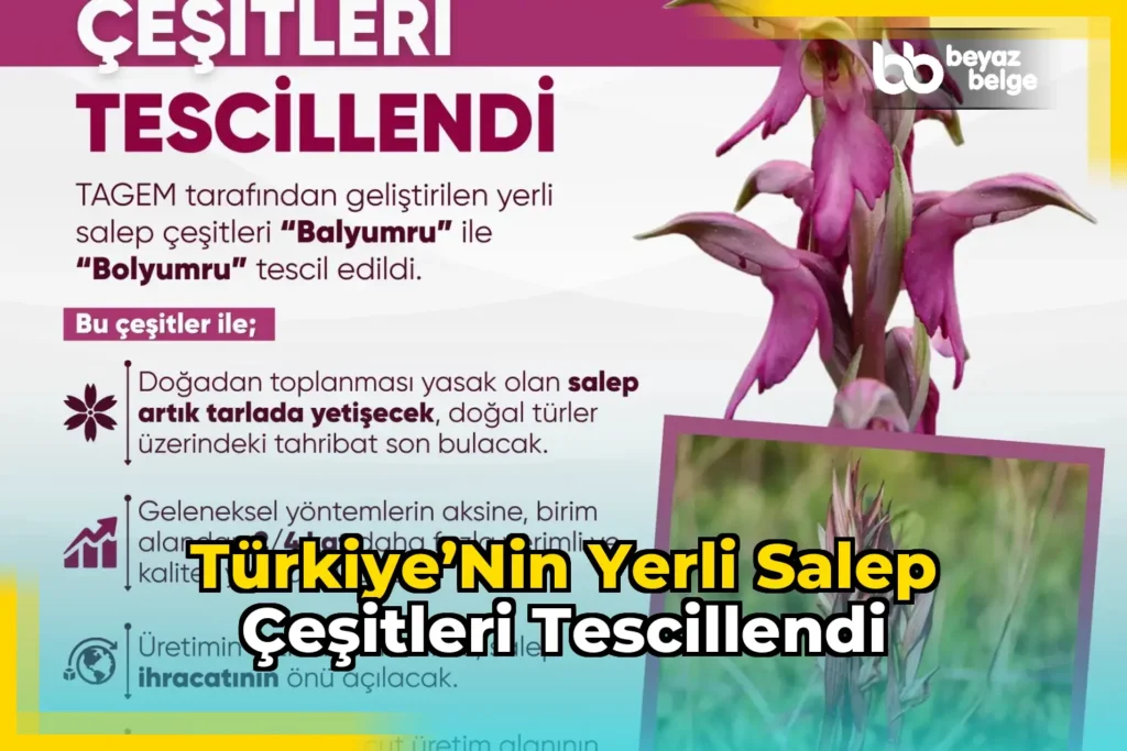 Türkiye’nin yerli salep çeşitleri tescillendi
