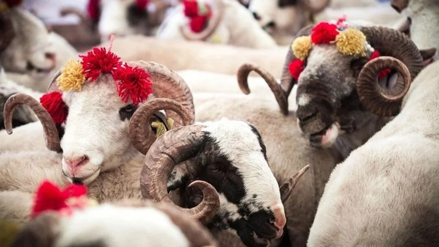 Kurban Bayramı Öncesi Halk Sağlığı Uyarısı