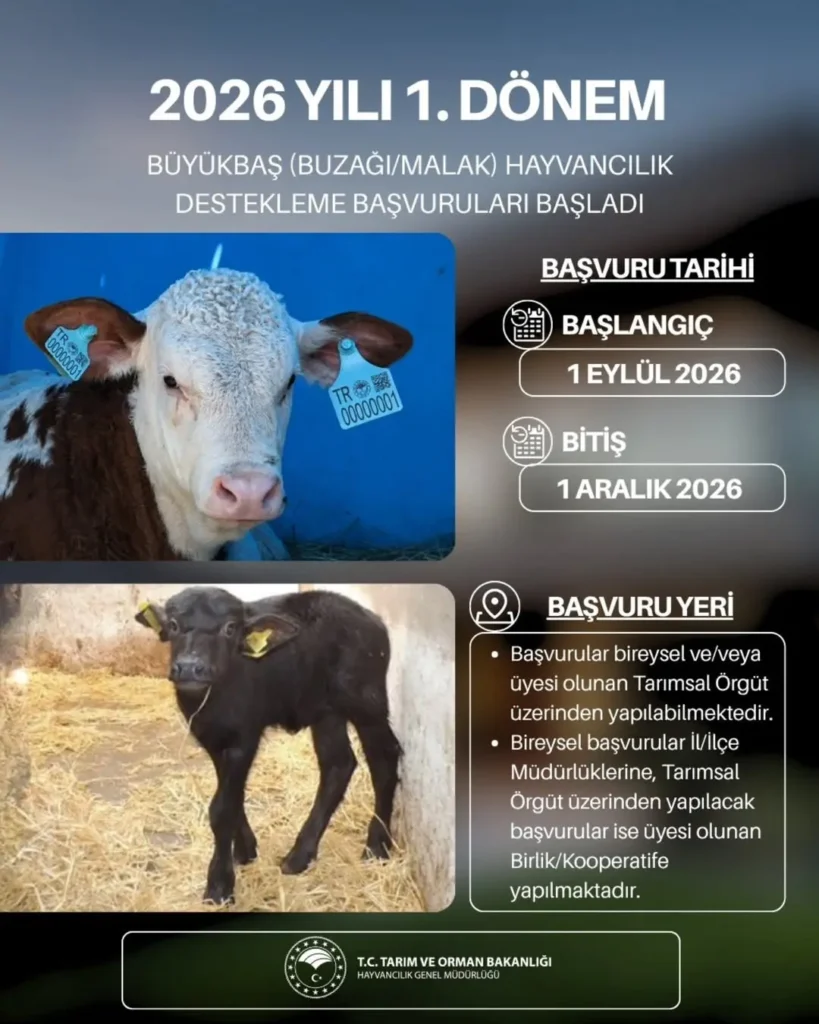 2026 Yılı 1. Dönem Büyükbaş Hayvancılık Destekleme Başvuruları Başladı