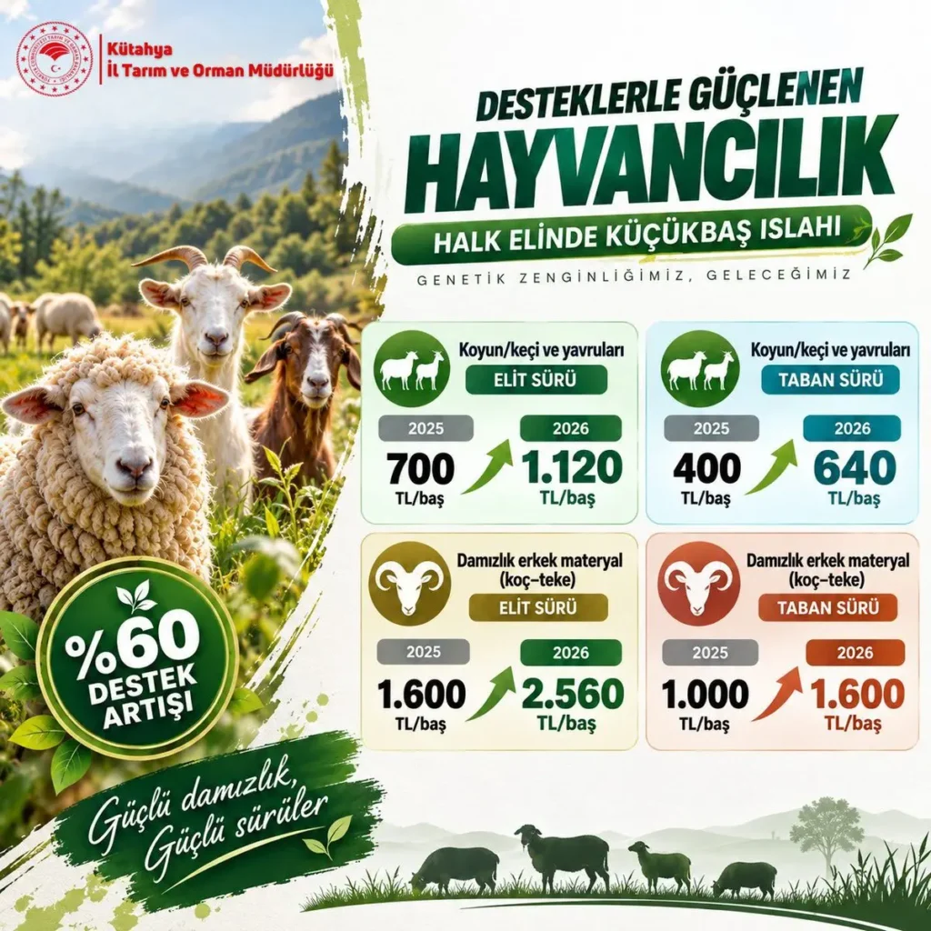 2026’da Hayvancılık Destekleri Artacak