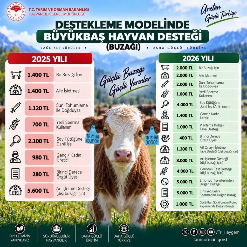Buzağı destekleriyle hayvancılık teşvik ediliyor