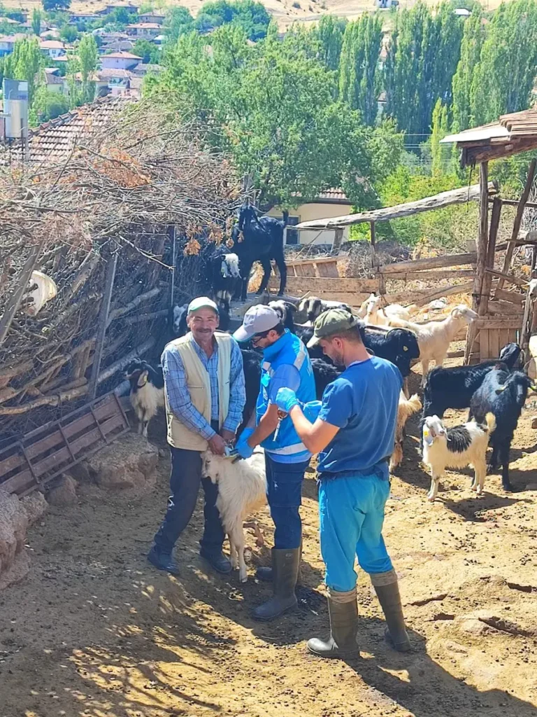 Küçükbaş Hayvanlara Aşılama Çalışmaları Başladı