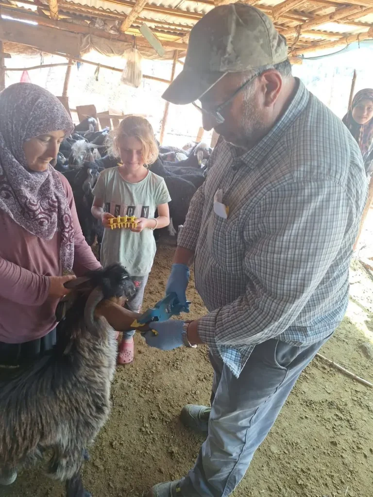 Küçükbaş hayvanlara aşılama ve küpeleme devam ediyor